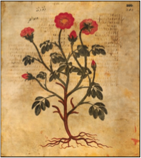 Dioscorides - Codex Medicus Graecus