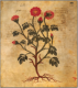 Dioscorides - Codex Medicus Graecus